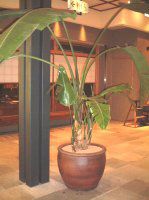 Xg`AEAo(Strelitzia alba)