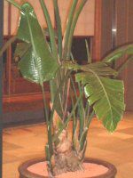 Xg`AEAo(Strelitzia alba)