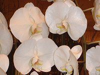 �R�`���E����