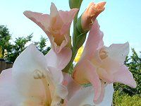 OWIX(Gladiolus)