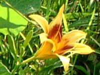 wJX(Hemerocallis)