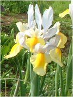 ACX(Iris)