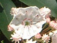 J~AEeBtHAiKalmia latifoliaj