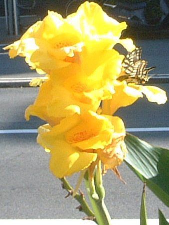 Ji(Canna)-yellow