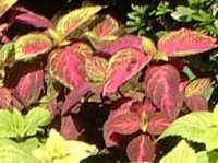 REX(Coleus)