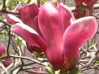 �V���N�����i���ؘ@�j