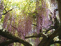 �t�W�i���j