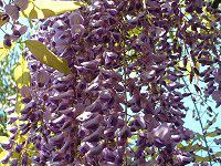 �t�W�i���j