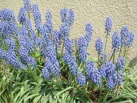 XJ(Muscari)