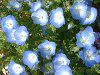 ltB(Nemophila)