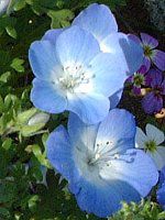 ltBEW[W[(Nemophila menziesii)