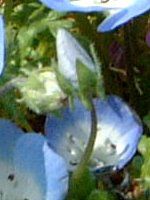 ltBEW[W[(Nemophila menziesii)