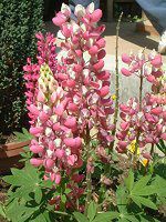 siX(Lupinus)