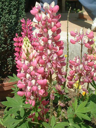 siX(Lupinus)