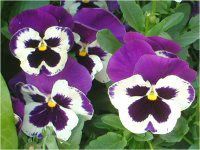 pW[(Pansy)