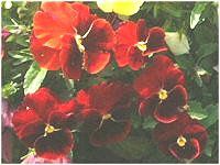pW[(pansy)