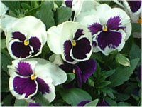 pW[(Pansy)
