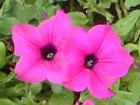 y`jA(Petunia)
