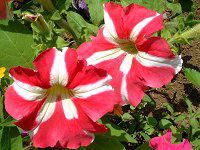 y`jA(Petunia)