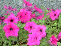y`jA(Petunia)
