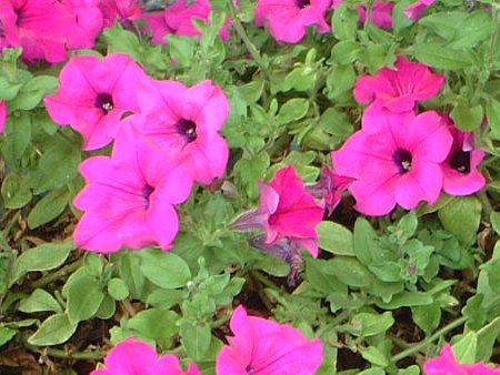 y`jA(Petunia)