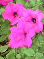 y`jA(Petunia)