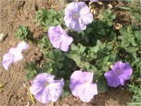 y`jA(Petunia)