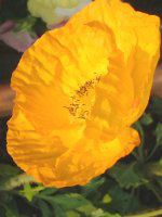 ACXh|s[(Iceland Poppy)