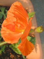 ACXh|s[(Iceland Poppy)