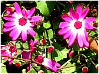 TClA (cineraria)