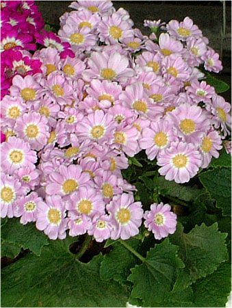 TClA(Cineraria)