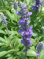 u[TrA(Blue salvia)-purple-summer