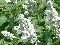 u[TrA(Blue salvia)-white-summer