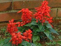 TrAEXvfXiSalvia splendensj