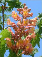 xjoig`mL<br>igԓȂ̖؁j