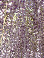 �t�W�i���j