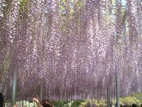 �t�W�i���j