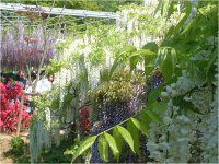 �t�W�i���j