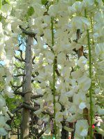 �t�W�i���j