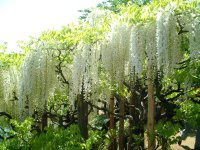 �t�W�i���j