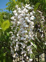 �t�W�i���j