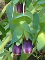 ZZ(Cerinthe)