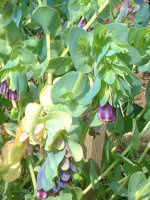 ZZ(Cerinthe)