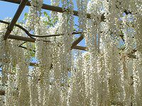 �t�W�i���j