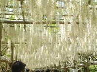 �t�W�i���j