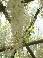 �t�W�i���j