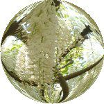 �t�W�i���j