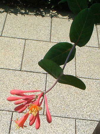 gybgEnj[TbN(trumpet honeysuckle)