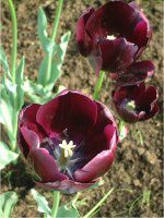 チューリップ(Tulip)