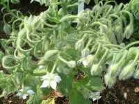 zCgE{W(White Borage)